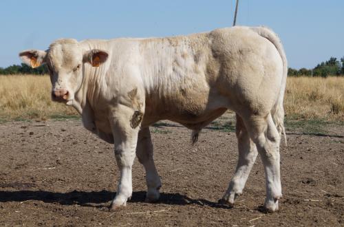 5298 ARGENT 1 GAEC MORAND