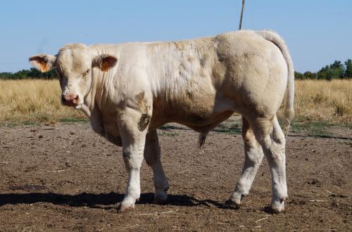 5283 ARGENT 2 GAEC MORAND